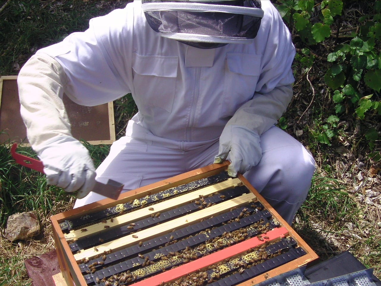 ما هي فوائد البروبوليس أو عكبر النحل