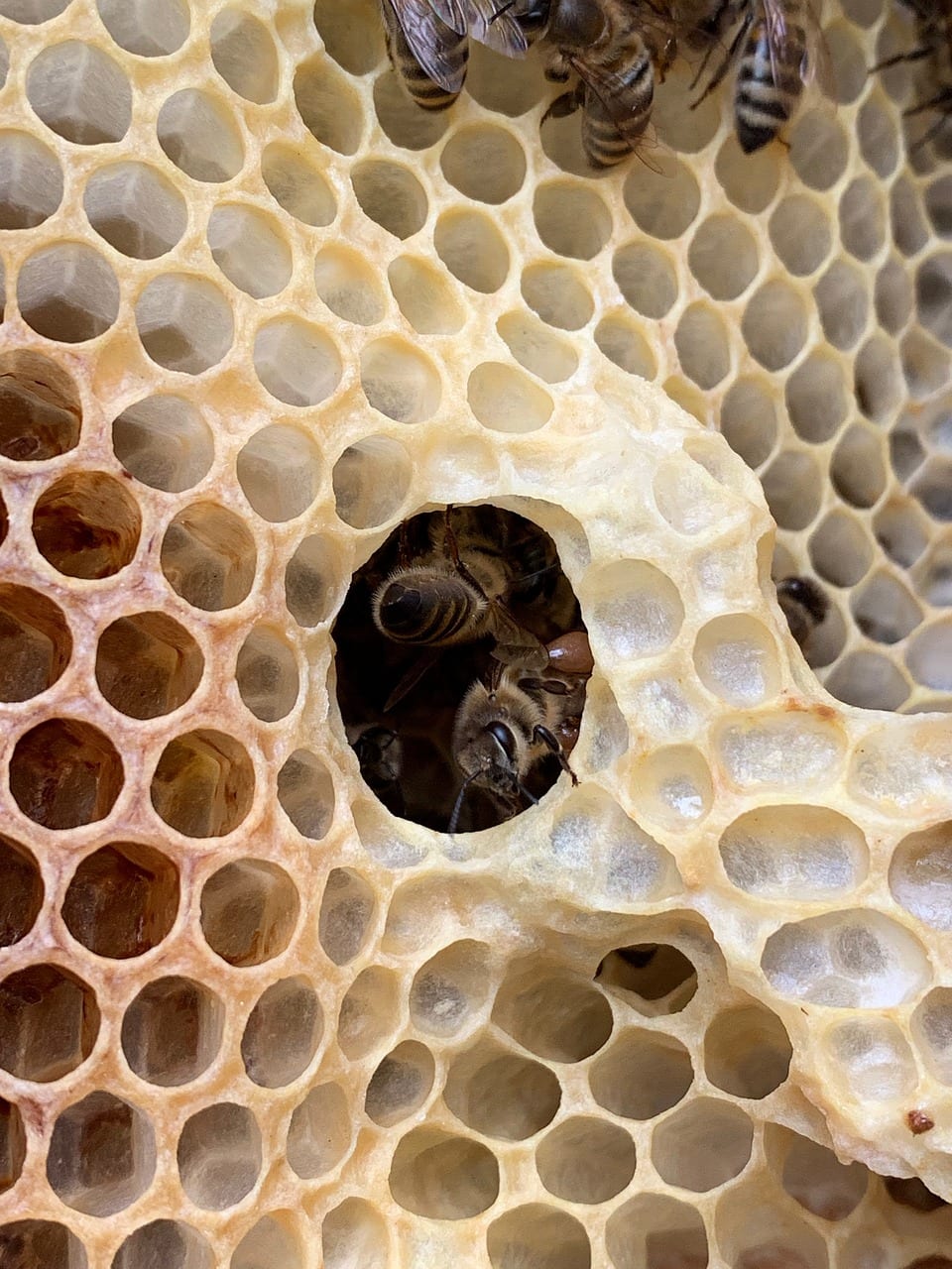 ماهي فوائد عشبة عكبر النحل
