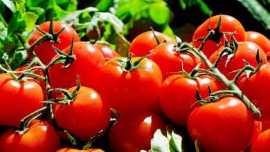 ما هي إنفلونزا الطماطم ؟ وما أعراضها؟ وطرق الوقاية منها؟