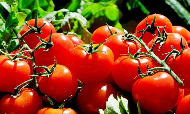 ما هي إنفلونزا الطماطم ؟ وما أعراضها؟ وطرق الوقاية منها؟