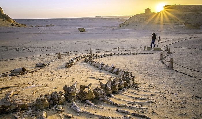 اكتشف وادي الحيتان المذهل في صحراء مصر
