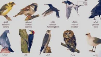 انواع الطيور