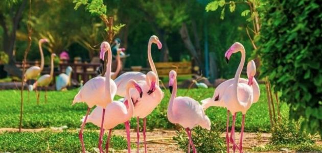 حدائق الحيوان المتواجدة في جدة
